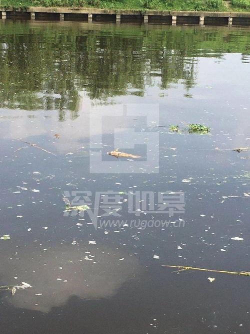 爆料如皋钓鱼场事件视频,揭秘背后惊人真相  第3张